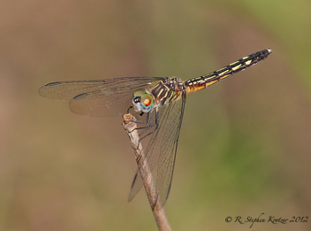 Pachydiplax longipennis, female